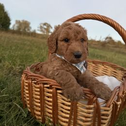 Scooby-doo - Apricot male Labradoodle puppy in Watertown, Tennessee from PawfectBud