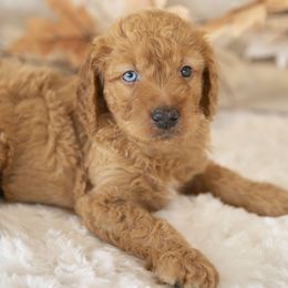 Lockheed Martin - male Golden Mountain Doodle puppy in Seffner, Florida from Gold Diamond Pup