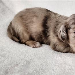 Todd - Dapple male Dachshund puppy in Anaconda, Montana from Williams Family Dachshunds