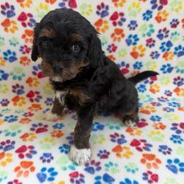 Cayenne - male Cavapoochon puppy in North Lawrence, Ohio from Liberty Pups