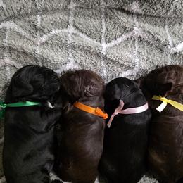 Cocker Spaniel puppies from Carvajal Cockers