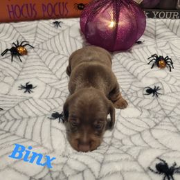 Binx - Chocolate and tan male Dachshund puppy in Onalaska, Texas from Weenies on the Lake