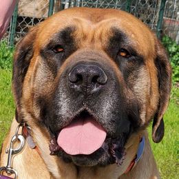 Mini - Mastiff