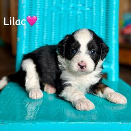 Lilac - Black tri-color female Aussiedoodle puppy in Lancaster, Minnesota from Finney Ranch