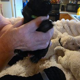 Miss. Green - Black female Poodle puppy in Parachute, Colorado from shelby ealey