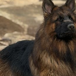 German Shepherds from Astral Kennels