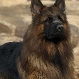 German Shepherds from Astral Kennels