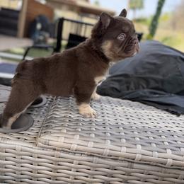Amora - Tricolors female French Bulldog puppy in Glendale, Arizona from Frenchiepuphub