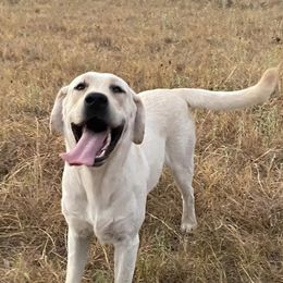 Labrador Retrievers from Texas King’s Labradors
