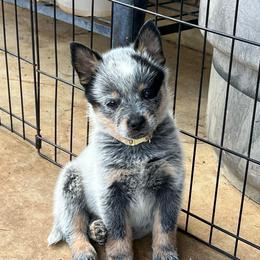 Girl 1 - Blue female Australian Cattle Dog puppy in Irvington, Kentucky from Dry Valley’s Australian Cattle Dogs
