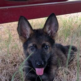 Odom's Middle of June - Sable female German Shepherd puppy in Springtown, Texas from Odom's German Shepherds