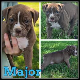 Major - Red and white male Olde English Bulldogge puppy in Merrill, Michigan from Haase Family Kennels