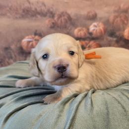 Afton - Cream male Dachshund puppy in Romney, Indiana from Brown's Valley Dachshunds