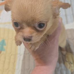 Orion - Gold male Chihuahua puppy in Kyle, Texas from joy of chihuahuas tx
