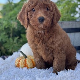 Leo - Red  male Goldendoodle puppy in Oxford, Pennsylvania from FriendlyPals