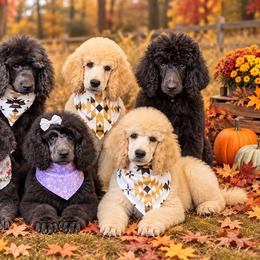 Poodle puppies from Rossiter Poodles