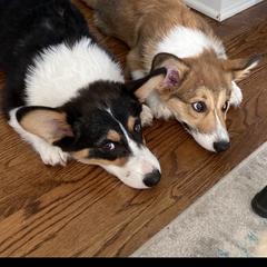 Pembroke Welsh Corgi Puppies from Coyote Creek Corgis