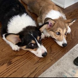 Pembroke Welsh Corgi Puppies from Coyote Creek Corgis