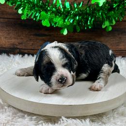 Chandler - Black white and tan male Cockapoo puppy in Lancaster, Missouri from Cavapoo Acres