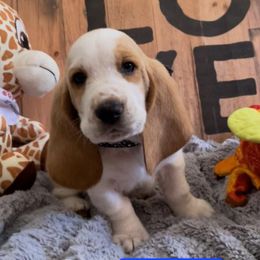 Basset Hound Puppies from Baggy Butt Bassets