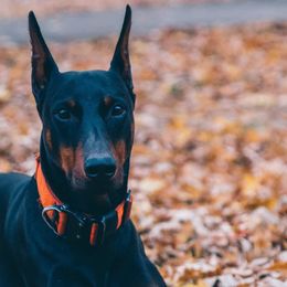 Douglas - Doberman Pinscher