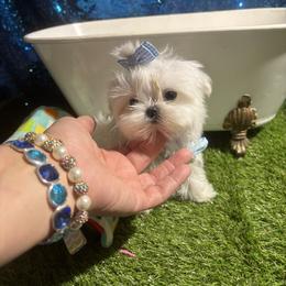Maltese puppies from Prime Paradise Kennel