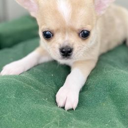 Chihuahua Puppies from Sasha’s Elite Kennel LLC