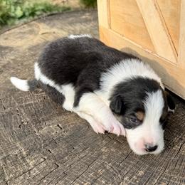 Sadie - Black and white female Border Collie puppy in Rickman, Tennessee from Roaring River Border Collies