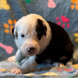 BEARCLAW - Black and white male Sheepadoodle puppy in Riverside, California from Downtown Doodles & Frenchies
