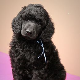 Poodle Puppies from Piccolo's Poodles