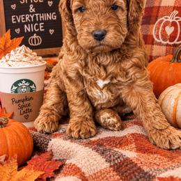Pumpkin - Red  female Goldendoodle puppy in O'fallon, Missouri from Rockin R Doodles