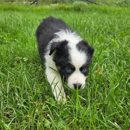 Devotion - female Sporty Mix puppy in Algona, Iowa from Ebonheart Kennel