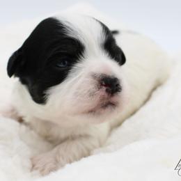 Harriet Smith - Black and white female Havanese puppy in Hendersonville, North Carolina from Grayfinn House