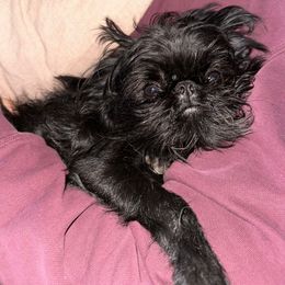 Bru - Brussels Griffon