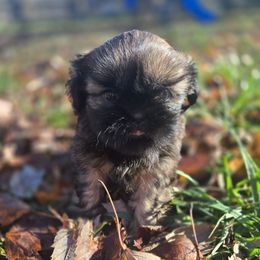 Stacey - Brindle female Shih Tzu puppy in Normal, Illinois from Happy Shih Tzu Homes