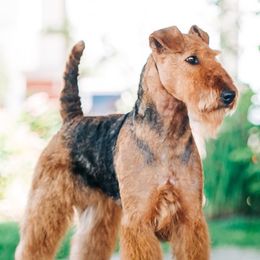 Gemma - Airedale Terrier