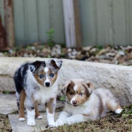 Miniature Australian Shepherd and Toy Australian Shepherd Puppies from Stone & Sage ATX Toy & Mini Aussies
