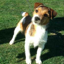Russell Terriers from Vista Real Russells