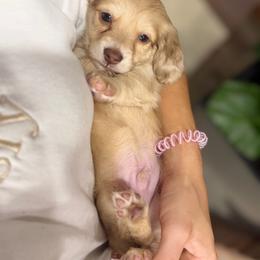 Thibodeaux - Dapple male Dachshund puppy in Baton Rouge, Louisiana from Bayou d’Elara Dachshunds