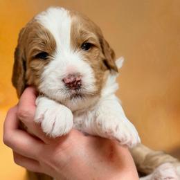 Lucky Jasper - Phantom male Goldendoodle puppy in Great Falls, Montana from AnneLuna Goldendoodles