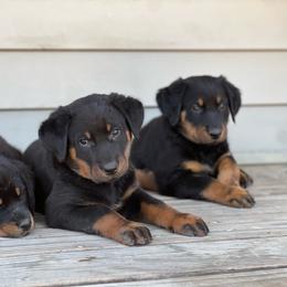 Beauceron puppies from Eagle Valley Beaucerons