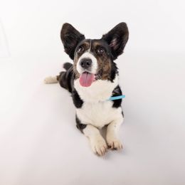 Australian Cattle Dog and Cardigan Welsh Corgi All Grown Up from Shinra Cardigans and Teyvat ACDs