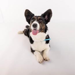 Australian Cattle Dog and Cardigan Welsh Corgi All Grown Up from Shinra Cardigans and Teyvat ACDs