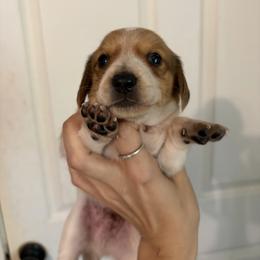 Bean - Piebald male Dachshund puppy in Conroe, Texas from R&M Dachshunds