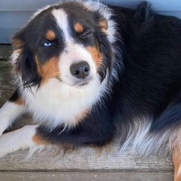 Buckles - Miniature Australian Shepherd