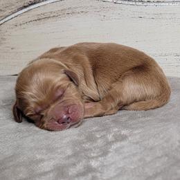 TBD - Dark golden male Golden Retriever puppy in Scurry, Texas from 07 Seven Oaks Goldens and Doodles
