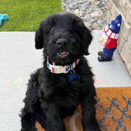 Moose - Black male Giant Schnauzer puppy in Tabernash, Colorado from Schnauzer Paw Homestead