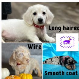 Dachshunds from DTR