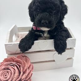Bernedoodle and Sheepadoodle Puppies from Four Front Doodles LLC.