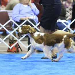 Welsh Springer Spaniel All Grown Up from Renascent Welsh Springer Spaniels